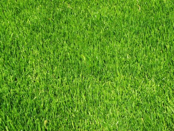 Eine wunderbar grüne, frische und gesunde Rasenfläche Fruehjahrsschnitt