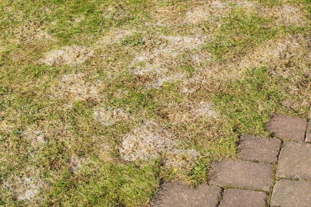 Rasen mit Winterschaden - Rasenpflege im Frühjahr