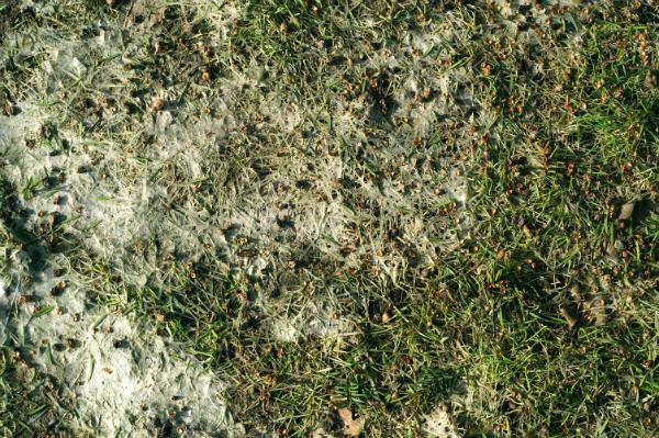 Eine Rasenfläche ist von Schneeschimmel befallen Schneeschimmel