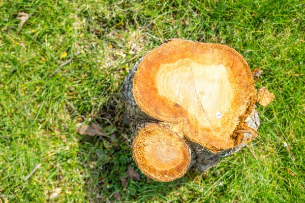 Baum im Garten faellen