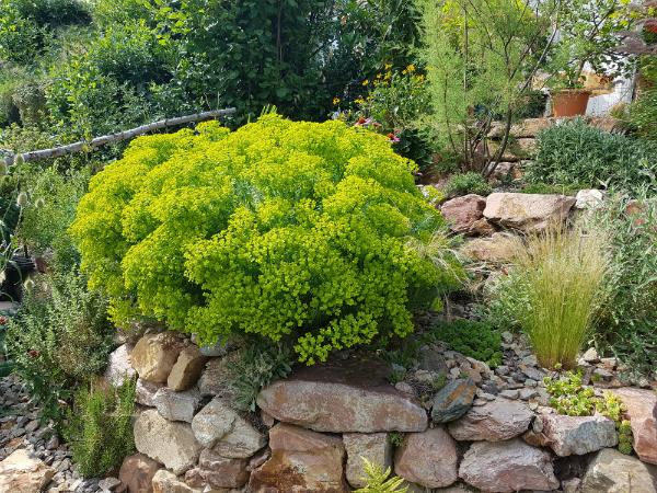 Steppen-Wolfsmilch im Steingarten