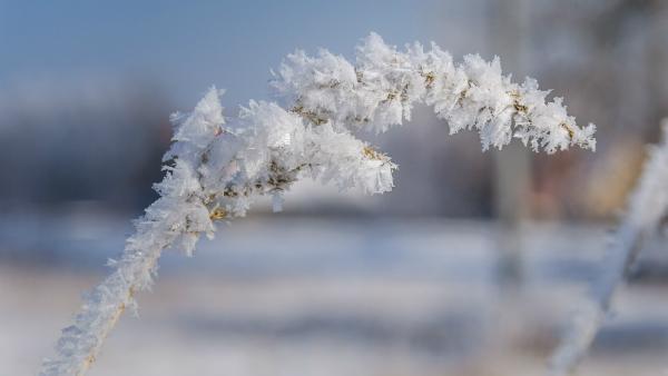 Der Garten braucht auch im Winter viel Pflege