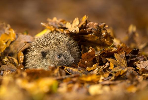 igel-herbstlaub