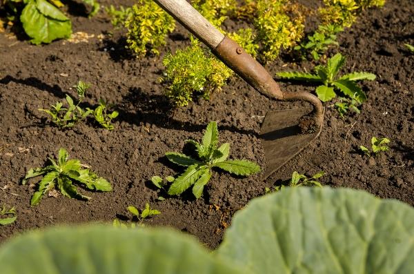 Mit einer Harke mit Stil entfernt ein Gärtner Unkraut aus dem Beet