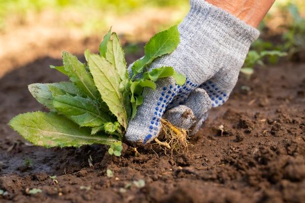 Unkraut im Garten wird entfernt