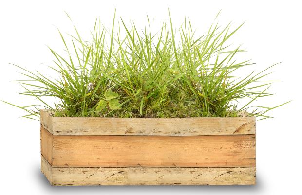 Blumenkasten mit grünen Pflanzen - geeignet für Indoor Garten