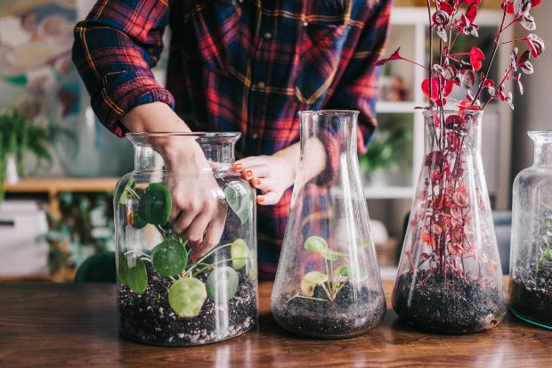 Pflanzen in großen Flaschen - tolle Idee für den Indoor Garten