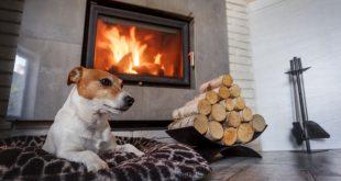 Hund vor Kamin - ökologisch mit Holz heizen