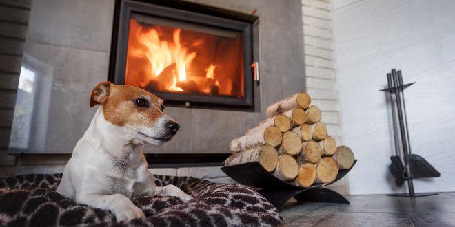 Hund vor Kamin - ökologisch mit Holz heizen