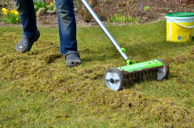 Mann vertikutiert den Rasen - Rasen vertikutieren im Frühjahr