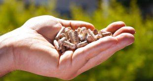 Hand mit Holzpellets - Wärmewende