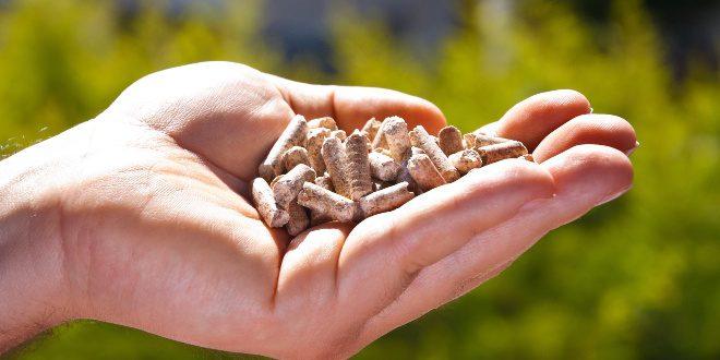 Hand mit Holzpellets - Wärmewende