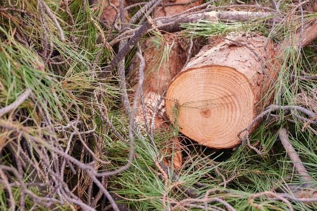 Ein gefällter Nadelbaum, der zu handlichen Stücken zersägt wurde Brennwert und Heizwert von Holz