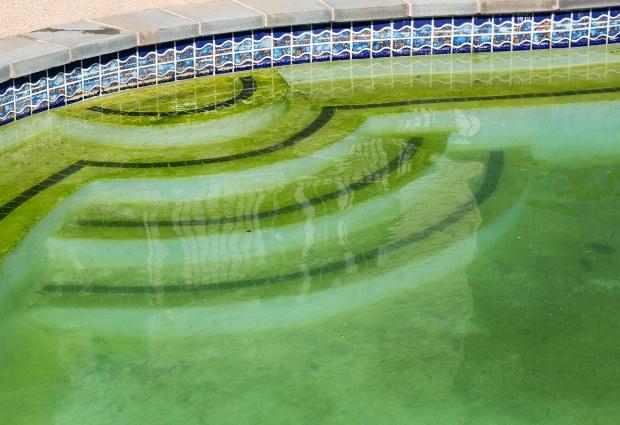 Algenbildung im Swimming Pool - Poolreinigung ist dringend nötig