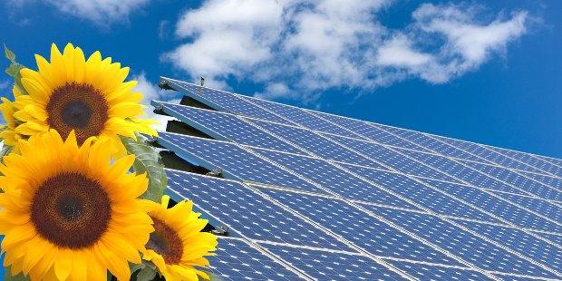 Vor einem Hausdach, das mit Solarzellen versehen ist, stehen zwei Sonnenblumen Geschichte der Photovoltaik