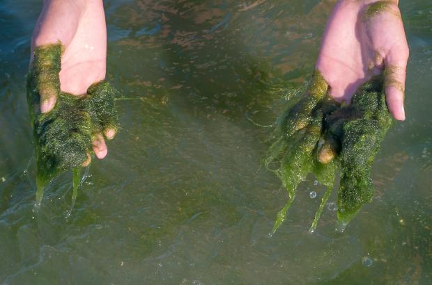 Hände greifen Algen im Wasser